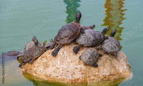 red-eared turtles basking in the sun