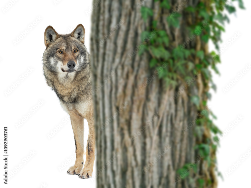 wolf peeking out from behind a tree isolated on white background wolf peeking out from behind a tree isolated on white background