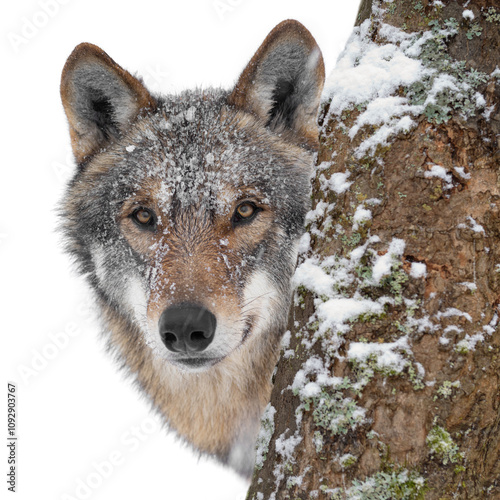 wolf peeking out from behind a tree isolated on white background