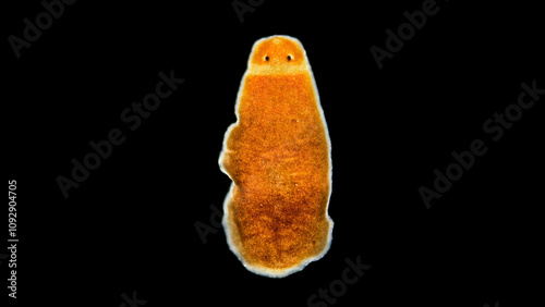 Flatworm Archicotylus stringulatus under a microscope, family Dendrocoelidae, Tricladida Order, endemic to Lake Baikal. Formerly considered a genus of Archicotylus photo