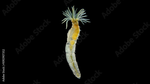 Worm Manayunkia baicalensis under a microscope, of the family Fabriciidae, has a corolla of tentacles at the front end with which they breathe. They feed on detritus. photo