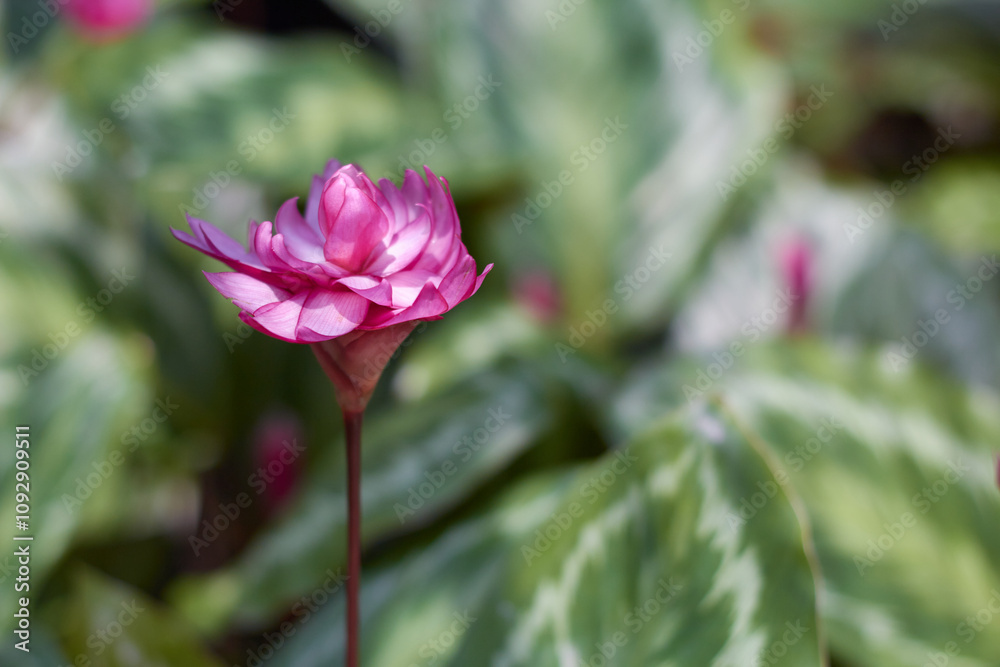 Rose-painted Calathea (Goeppertia roseopicta ) flowers against bokeh background Rose-painted Calathea (Goeppertia roseopicta ) flowers against bokeh background