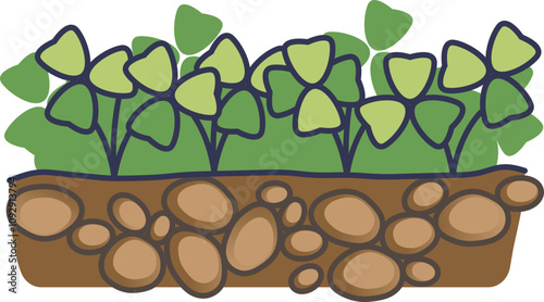 Illustration of clover cover crops growing in soil, symbolizing soil health and sustainability.