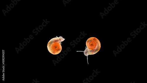 Snail Planorbis sp. under a microscope, family Planorbidae, order Pulmonata. They live in fresh water and are intermediate hosts of dangerous human parasites. photo