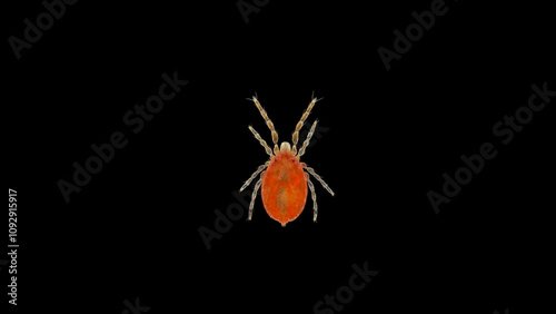 Фотография Soil mite acari Cryptognathus sp