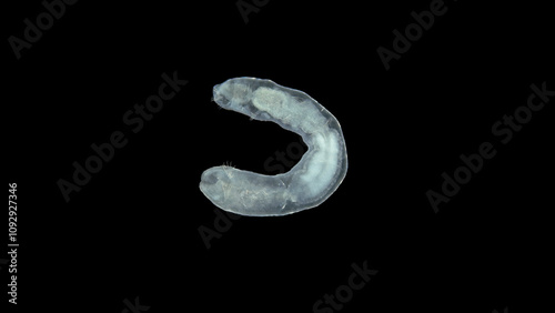 Wallpaper Mural Worm Chaetogaster sp. under the microscope, class Oligochaeta. Lives in fresh water. They feed by organisms: algae, Ostracoda, Rotifera, Cladocera ... Torontodigital.ca