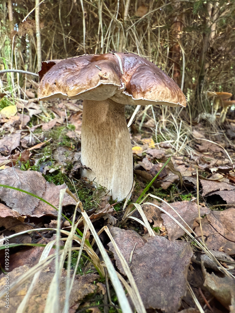 Fototapeta premium Boletus edulis - an edible fungus grows among the trees in the moss