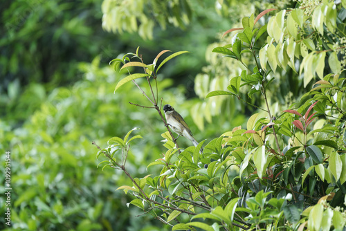 White-tailed American biter on a tree branch photo