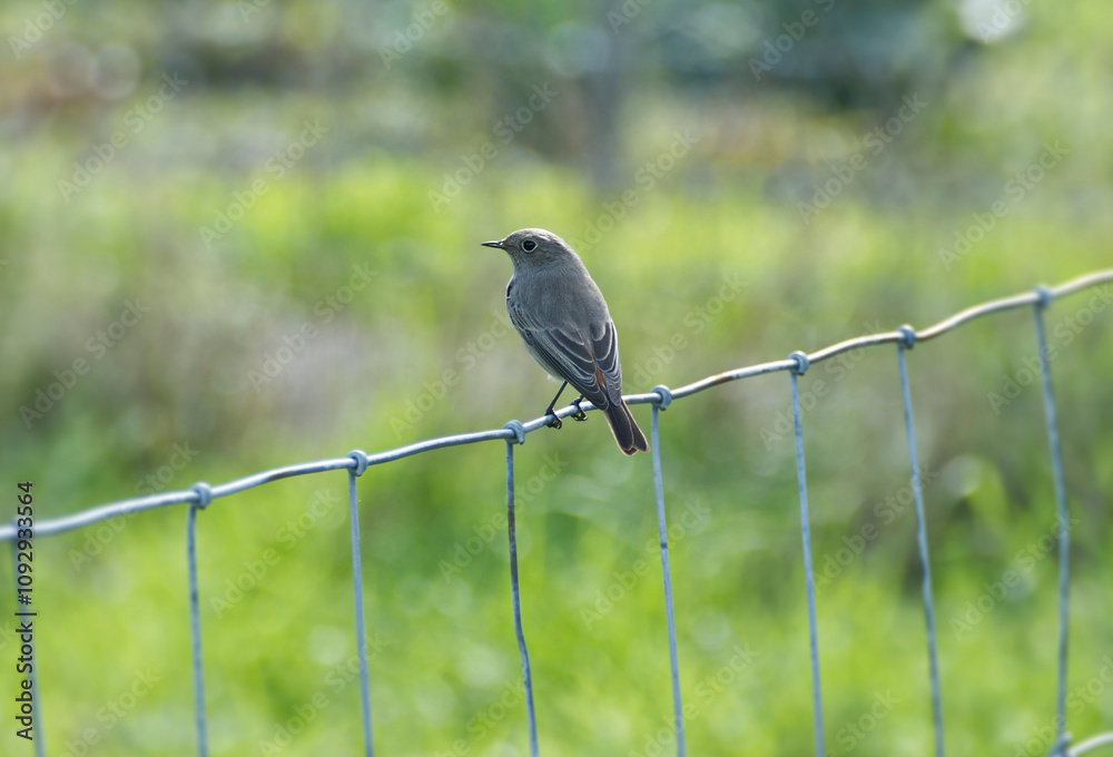 Black Redstart (Phoenicurus ochruros) sitting on a metal fence in Zurich, Switzerland Black Redstart (Phoenicurus ochruros) sitting on a metal fence in Zurich, Switzerland