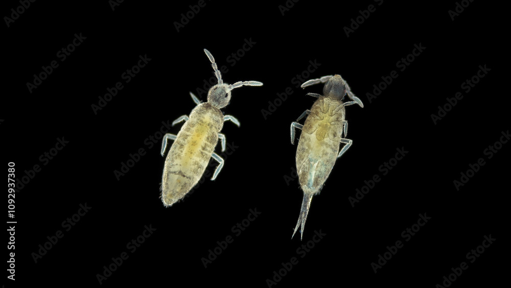 Naklejka premium Collembola insecta under a microscope, order Entomobryomorpha, possibly the family Entomobryidae. They live in moist soil, can jump, feed on organic matter, mushrooms, algae.