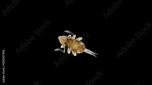 Collembola order Symphypleona under microscope. They live in moist soil, can jump, feed on organic matter, mushrooms, algae
