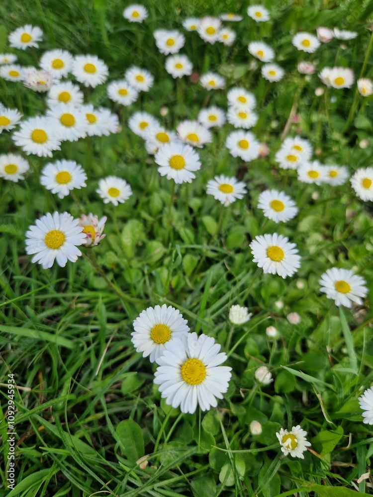 small daisy flowers in field grass