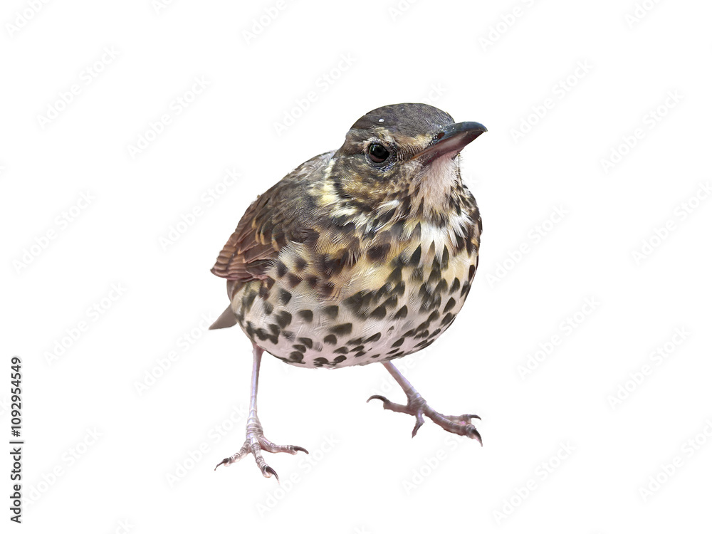 Thrush bird looking at camera isolated png transparency Thrush bird looking at camera isolated png transparency