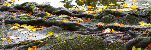 Large tree roots covered with moss penetrating deep cracks and jagged fractures in broken asphalt. Yellow autumn leaves scattered across the uneven surface. Side view