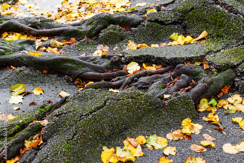 Top view of tree roots covered with moss breaking through aged asphalt surrounded by vibrant yellow autumn leaves. A display of nature's adaptability in urban settings Top view of tree roots covered with moss breaking through aged asphalt surrounded by vibrant yellow autumn leaves. A display of nature's adaptability in urban settings