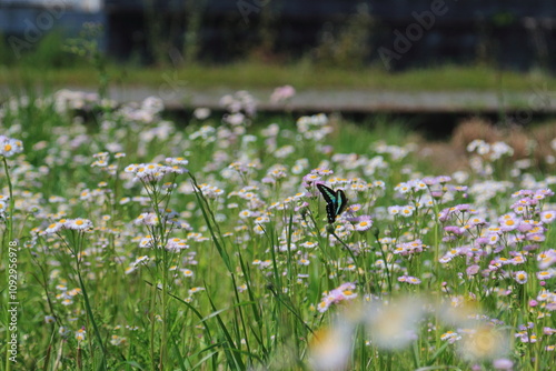 美しい蝶が舞う花畑の風景