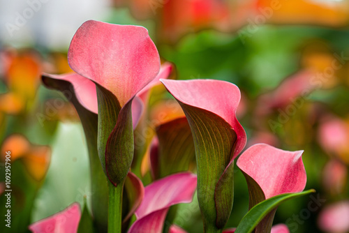 Callas roses en pleine floraison