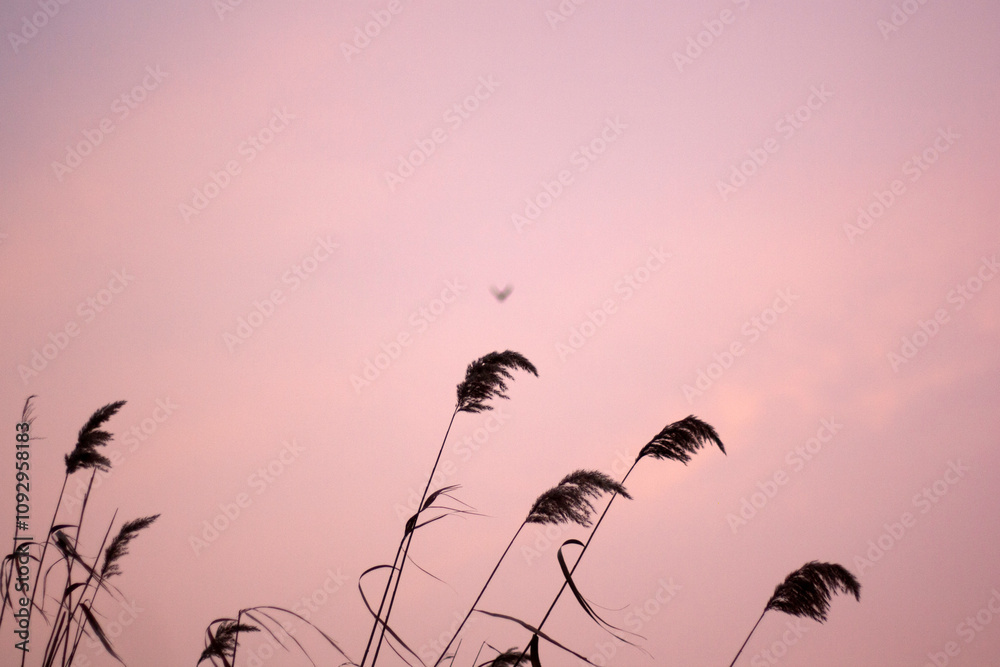 Obraz premium sunset on the beach