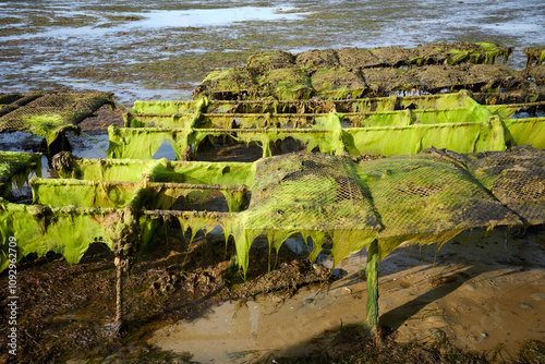 Cancal, Brittany, France, 09-05-2024,
oyster farmer harvesting oysters at low tide in Quiberon peninsula,  photo