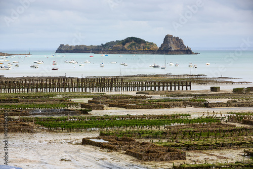 Cancal, Brittany, France,
oyster farmer harvesting oysters at low tide in the Bay of Cancale, the center of oyster farming in France photo