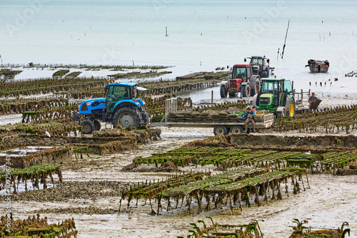 Cancal, Brittany, France,
oyster farmer harvesting oysters at low tide in the Bay of Cancale, the center of oyster farming in France photo