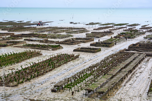 Cancal, Brittany, France,
oyster farmer harvesting oysters at low tide in the Bay of Cancale, the center of oyster farming in France photo