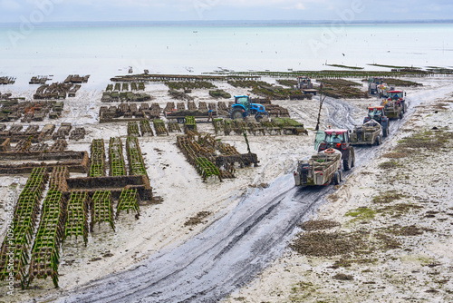 Cancal, Brittany, France,
oyster farmer harvesting oysters at low tide in the Bay of Cancale, the center of oyster farming in France photo