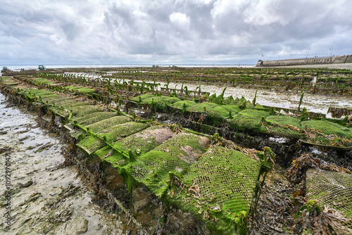 Cancal, Brittany, France,
oyster farmer harvesting oysters at low tide in the Bay of Cancale, the center of oyster farming in France photo