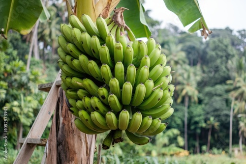 Bunch of green bananas growing on banana tree in plantation photo