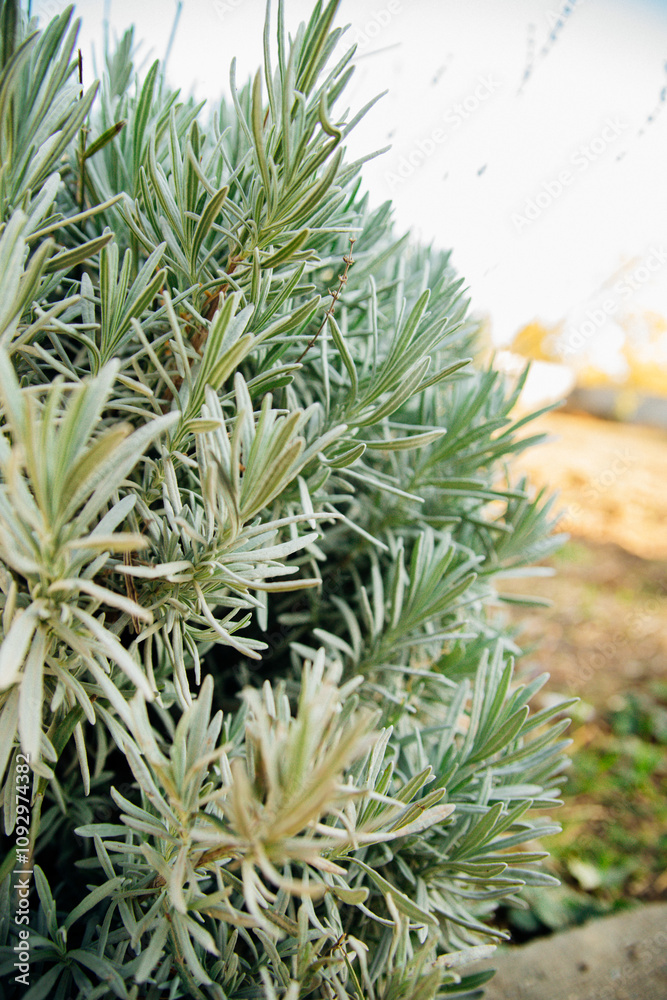 Close-up of lavender leaves. Production of essential oil. Close-up of lavender leaves. Production of essential oil.