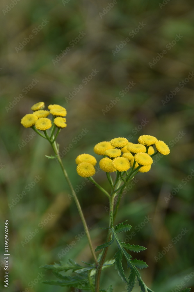 These tansy flowers are still blossoming in nature in sunny autumn day. These tansy flowers are still blossoming in nature in sunny autumn day.