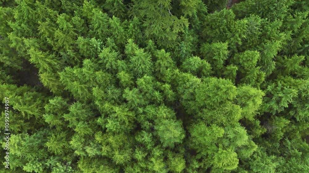 Aerial view on green pine forest in Manali, Himachal Pradesh, India. Top down rotating shot of trees in wild forest. Summer landscape. Aerial view on green pine forest in Manali, Himachal Pradesh, India. Top down rotating shot of trees in wild forest. Summer landscape.