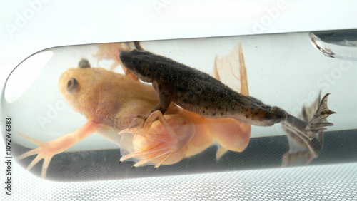 Frogs in a laboratory flask, one of them Xenopus laevis photo