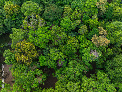 Aerial view tropical rain forest green tree background