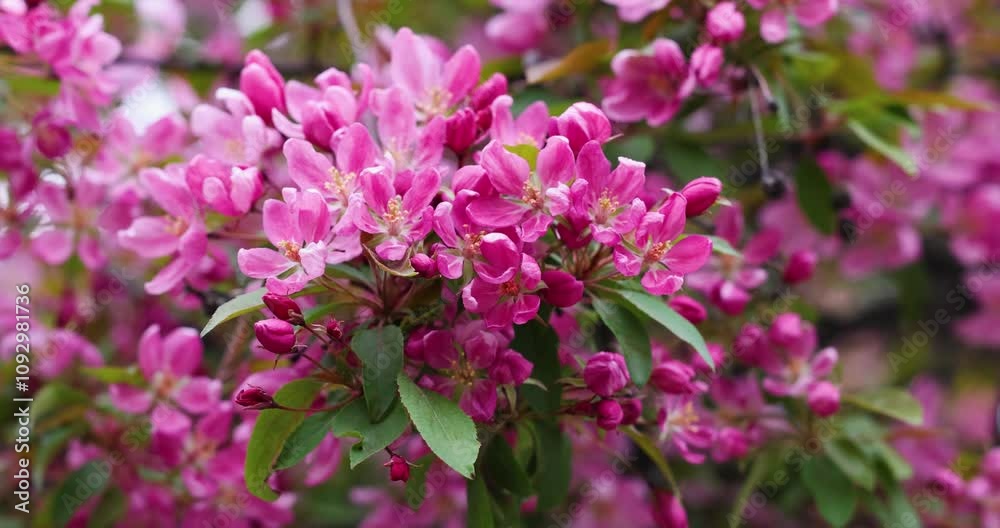 Blooming apple tree branch swaying in the wind Blooming apple tree branch swaying in the wind