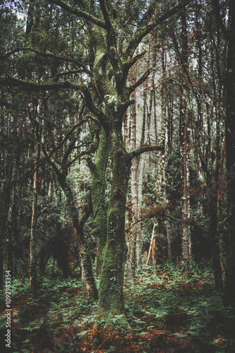 old tree in the wet forest