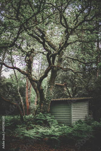 Cabin in the woods
