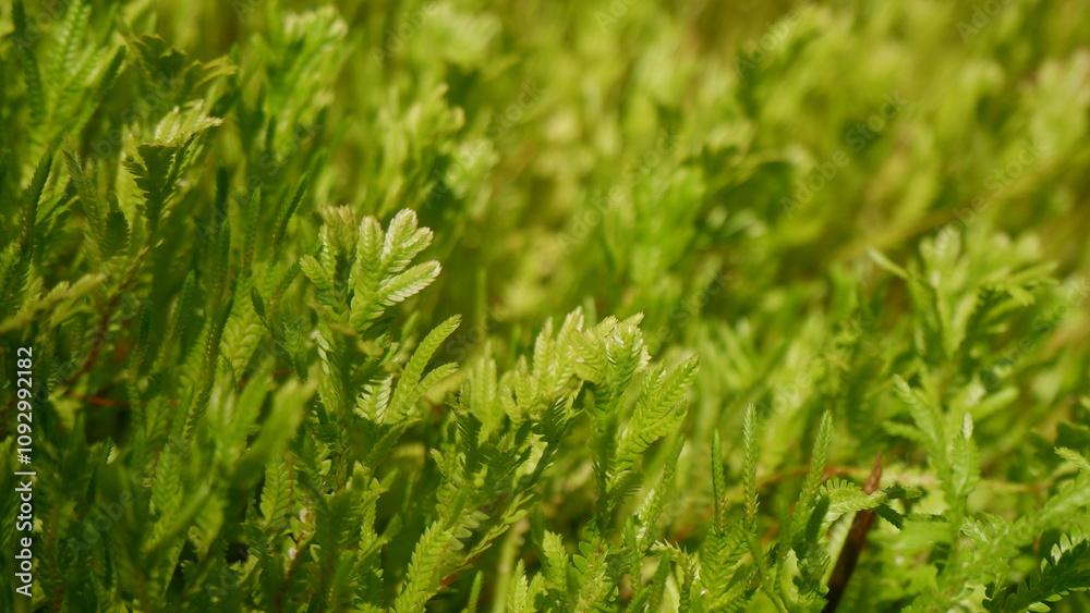 Greenery plant growing outdoor in the garden, Plant with sunlight, Soft focus Greenery plant growing outdoor in the garden, Plant with sunlight, Soft focus