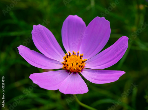 Cosmos in rays of setting sun.