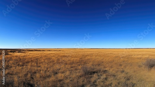 Expansive Golden Grassland Landscape Under Clear Blue Sky During Daylight Highlighting Nature's Tranquility and Vastness in Rural Setting