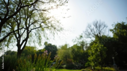 Serene garden scene with defocused trees against a sunny sky, garden, scenery