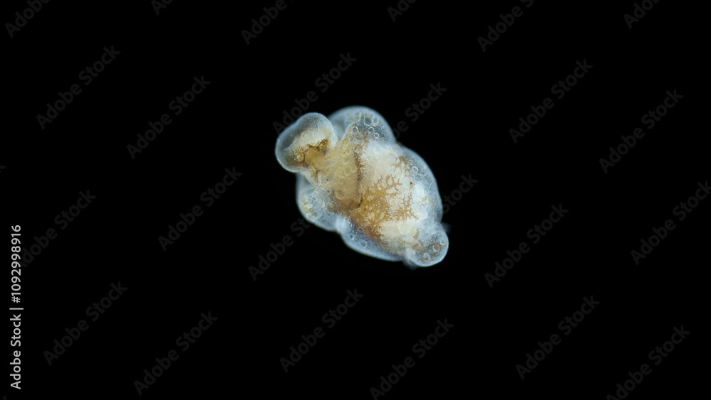 Larva sea angel Mollusca Gastropoda under microscope, suborder Gymnosomata, superfamily Clionoidea. Predator that feeds on Mollusca family Limacinidae. Possibly family Pneumodermatidae. Red Sea Larva sea angel Mollusca Gastropoda under microscope, suborder Gymnosomata, superfamily Clionoidea. Predator that feeds on Mollusca family Limacinidae. Possibly family Pneumodermatidae. Red Sea