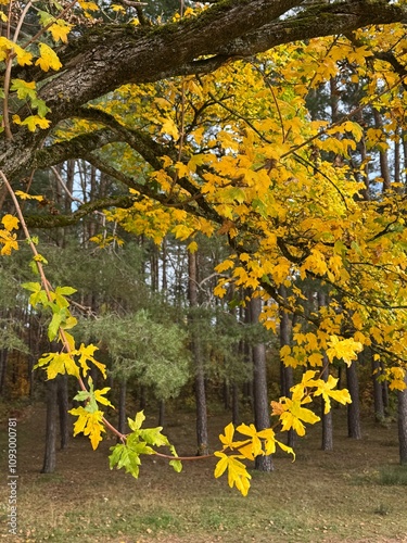 Feldahorn Baum im Herbst photo