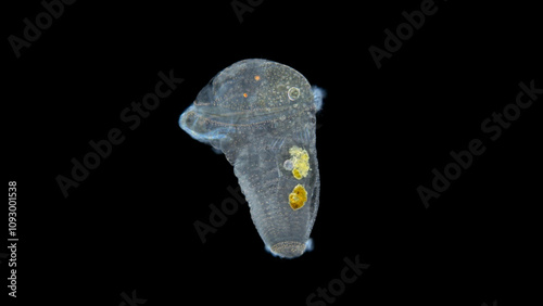 Larva of a worm at metatrochophore stage under a microscope, of family Pectinariidae. Marine worms that build pipes from grains of sand. White Sea photo