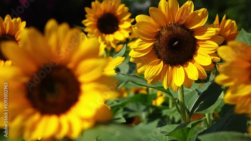 Sunflower sway in the wind, and bees sit there sucking nectar.