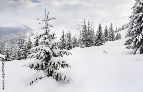 Winter landscape of mountains in fir forest and glade in snow. Carpathian mountains