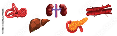Human Body Internal Organ Part and Element Vector Set