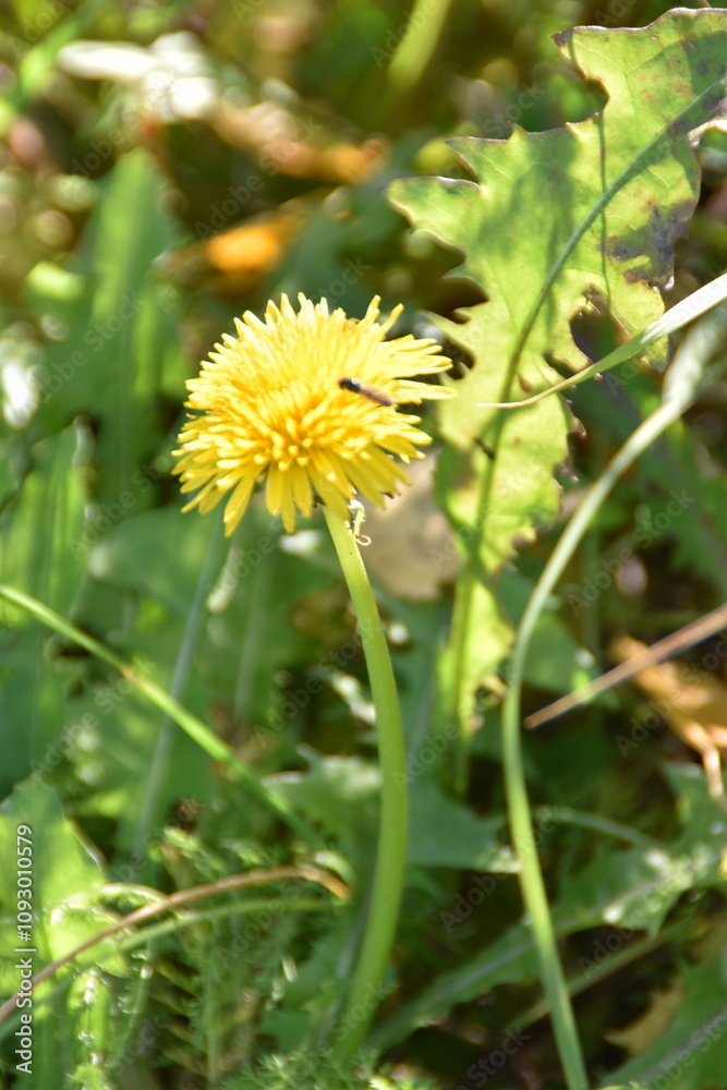 This dandelion is still blossoming in nature in sunny autumn day. This dandelion is still blossoming in nature in sunny autumn day.