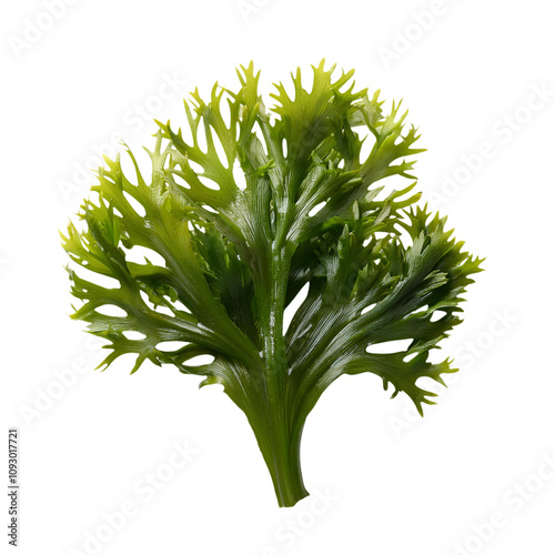 Fresh seaweed, transparent background image