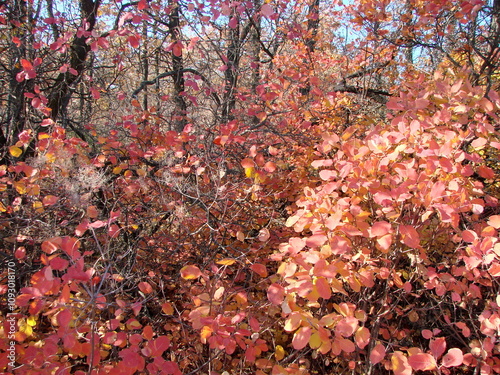 The unsurpassed beauty of forest bushes in late autumn, brightly illuminated by the rays of the warm Ukrainian sun. photo